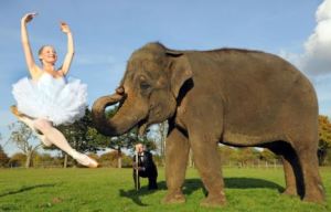 dancing elephant